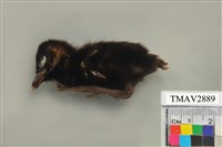 藏品(白腹秧雞)的圖片